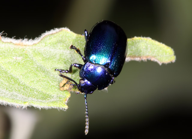 Oreina cacaliae - Copyright Denis Bourgeois